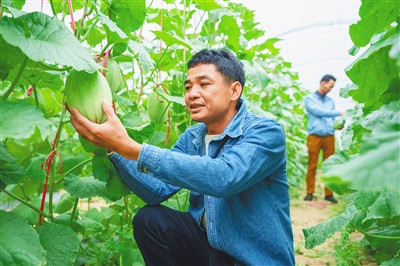 樂東佛羅鎮(zhèn)種植蜜瓜20萬畝，行情非常好