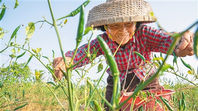 文昌：數(shù)千畝撂荒地全部復耕，農(nóng)民收益節(jié)節(jié)攀升