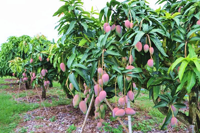 昌江：多渠道提升芒果市場(chǎng)競(jìng)爭(zhēng)力，推動(dòng)芒果產(chǎn)業(yè)提質(zhì)增效