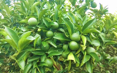 澄邁福橙品牌借助科技力量，穩(wěn)定提升產(chǎn)品質(zhì)量