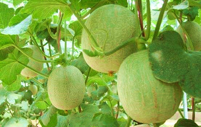 樂東啟動(dòng)金錢樹、蜜瓜地理標(biāo)志產(chǎn)品保護(hù)示范區(qū)創(chuàng)建工作