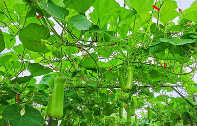 文昌15個常年蔬菜大棚基地擴大種植面積 