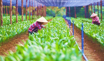 定安：20萬株檳榔苗助農(nóng)戶穩(wěn)產(chǎn)增收