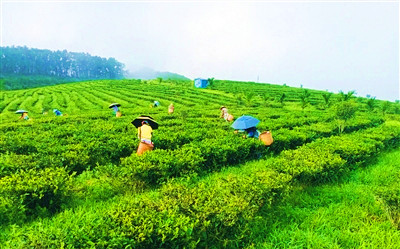 茶葉豐產(chǎn)季節(jié)，白沙各大產(chǎn)葉種植基地忙采摘