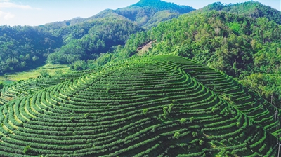 五指山：擦亮特色農業(yè)品牌，打造現(xiàn)代化農業(yè)產業(yè)體系