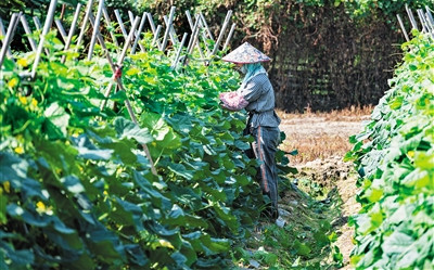 三亞主動對接島外批發(fā)市場，確保冬季瓜菜銷售
