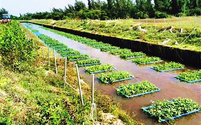 文昌：河流水域種植空心菜、水芹菜等成本低、效果好