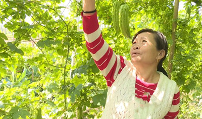 保亭部分冬季瓜菜陸續(xù)采摘上市，瓜菜市場行情好