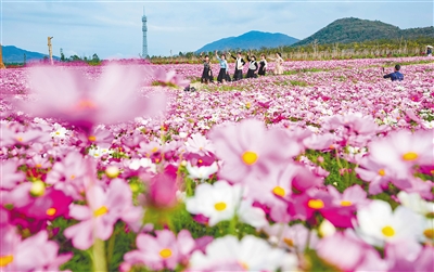 昌江聚源花卉基地120畝格?；ㄓ瓉?lái)花期