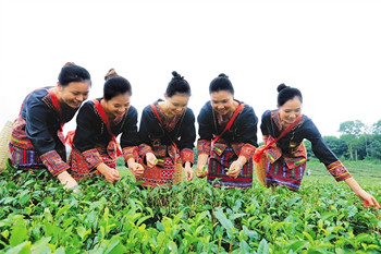 白沙茶產(chǎn)業(yè)規(guī)模化、標(biāo)準(zhǔn)化、品牌化發(fā)展步入正軌