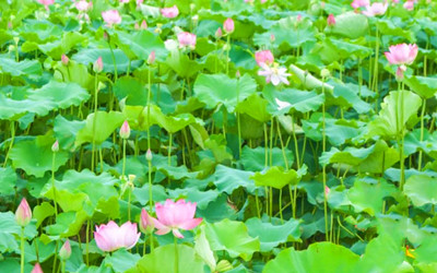 海南熱帶花卉交易（拍賣）市場(chǎng)吸引農(nóng)業(yè)科技公司入駐