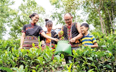 從大學(xué)生到茶農(nóng)，他從種茶到生態(tài)養(yǎng)殖，蹚出一條致富路