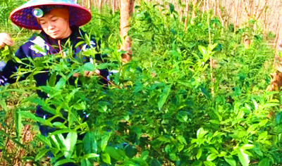 白沙革新村發(fā)展制茶產(chǎn)業(yè)，努力打造雨林古樹茶品牌