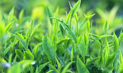 白沙：把茶產(chǎn)業(yè)打造成助農(nóng)增收馳名品牌，打造中國好茶