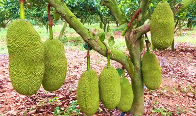 昌江千畝菠蘿蜜迎來大豐收，收購價(jià)走俏供不應(yīng)求