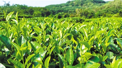 白沙茶產(chǎn)業(yè)“組合拳”出擊，茶葉行情持續(xù)上漲