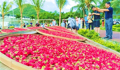 三亞玫瑰谷：已研發(fā)38個系列300多個玫瑰系列衍生產(chǎn)品