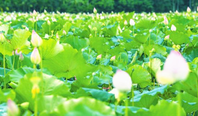 ?？诔剡B村擴大蓮子產(chǎn)業(yè)種植規(guī)模，打造特色蓮產(chǎn)品品牌