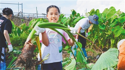 2023?？谑旋埲A區(qū)第二屆“五豐香芋”節(jié)舉辦