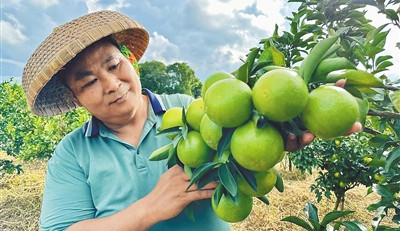 澄邁：進(jìn)一步推動(dòng)福橙產(chǎn)業(yè)向做優(yōu)、做強(qiáng)、做大