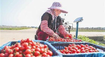 定安潭黎村圣女果迎來(lái)收獲時(shí)節(jié)