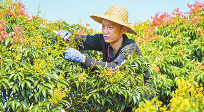 ?？谛阌^(qū)永興鎮(zhèn)永德村火山荔枝園搶抓時節(jié)疏花作業(yè)