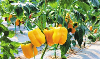 三亞辣椒南繁基地200多個(gè)品種辣椒形態(tài)各異、功能不同
