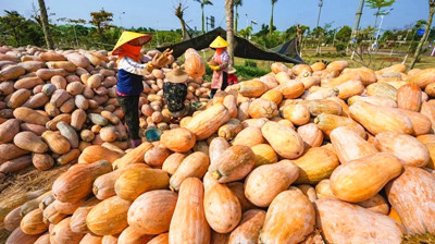 臨高南瓜豐收 熱銷全國各地
