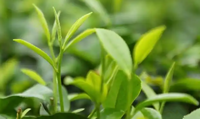 白沙綠茶:“海南鮮品”區(qū)域公用品牌矩陣的一抹亮色