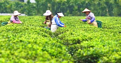 早春時(shí)節(jié)，白沙原生態(tài)茶園小鎮(zhèn)茶園里茶農(nóng)忙采摘