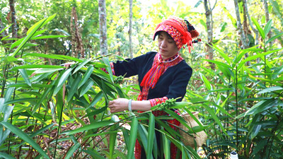 白沙用心答好農(nóng)業(yè)產(chǎn)業(yè)這張關(guān)鍵答卷，邁出發(fā)展步伐