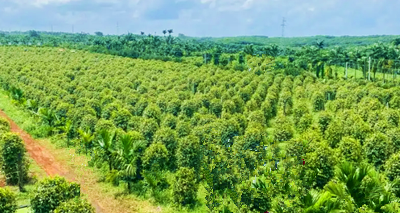 大坡胡椒：以其獨特香氣和辛辣口感贏得消費者歡迎
