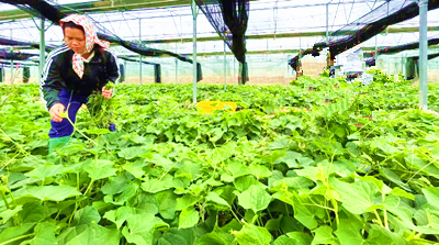 五指山市毛陽鎮(zhèn)毛興村龍須菜“飛”向全國