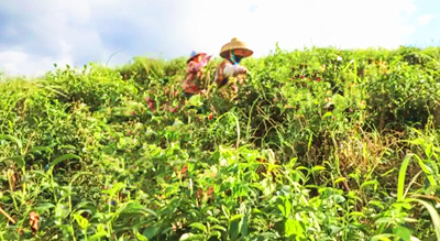 五指山立足生態(tài)育好茶，小茶葉要成就大產(chǎn)業(yè)