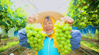 儋州中和鎮(zhèn)七里村“陽(yáng)光玫瑰”葡萄種植基地喜迎豐收