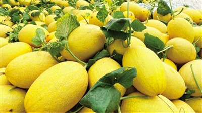 海南甜瓜新品種“紅佳52號”從實驗室走向田間