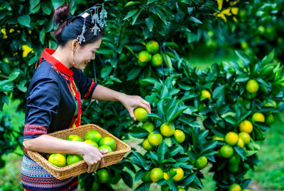 瓊中好味：一張亮麗名片，展現(xiàn)瓊中農(nóng)產(chǎn)品卓越品質(zhì)